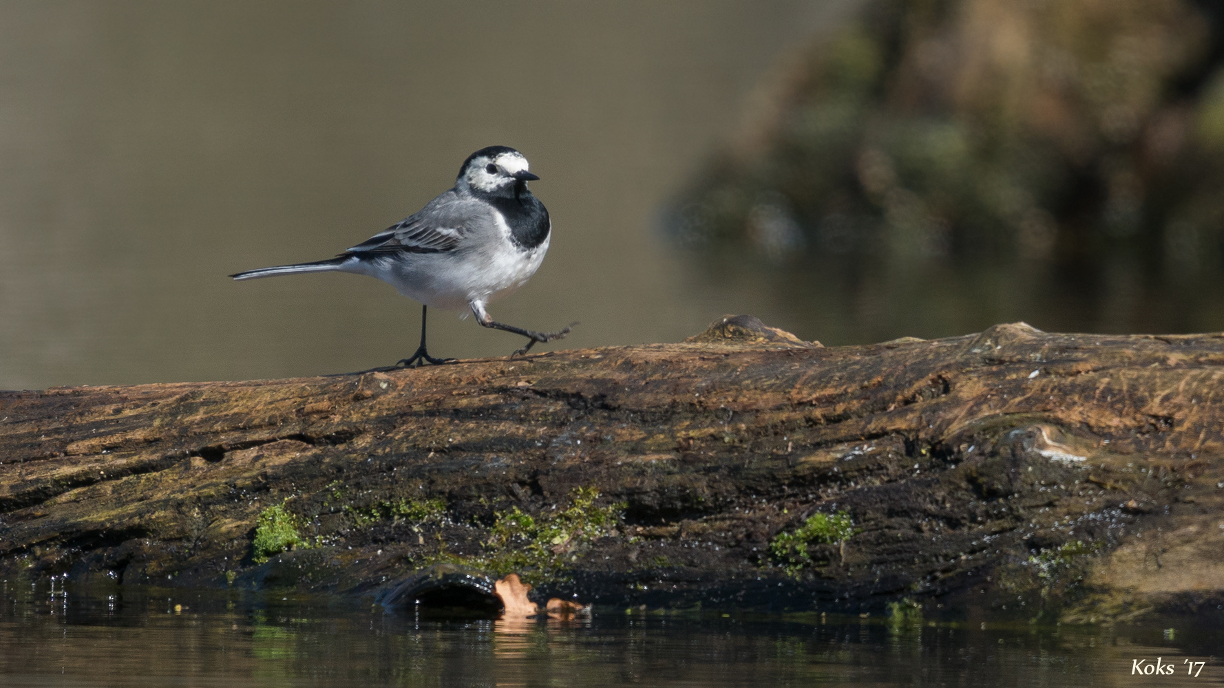 Motacilla alba