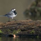 Motacilla alba