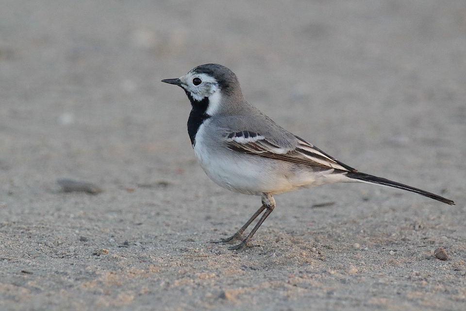 Motacilla alba - Bachstelze