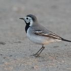 Motacilla alba - Bachstelze