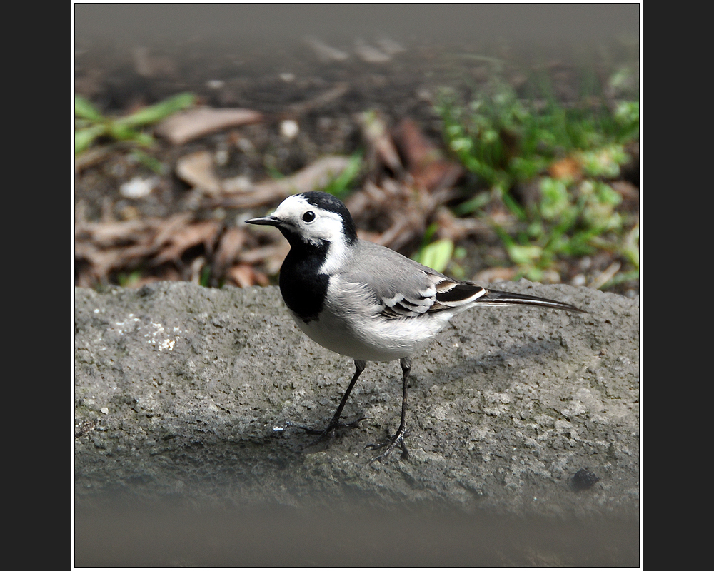 Motacilla alba