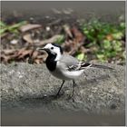 Motacilla alba