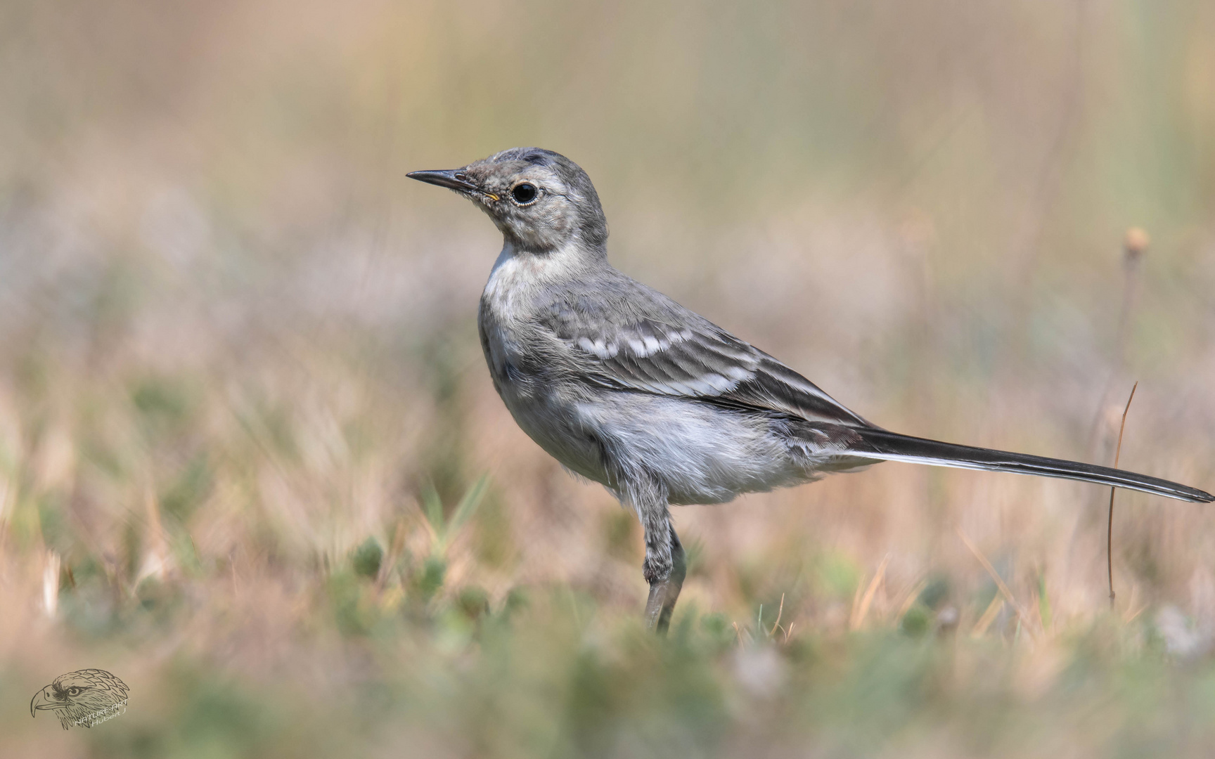 Motacilla alba