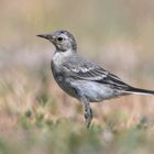 Motacilla alba