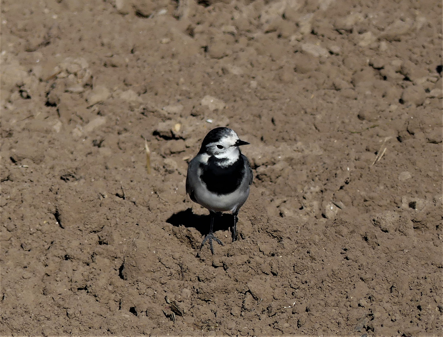 motacilla alba