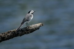 Motacilla alba