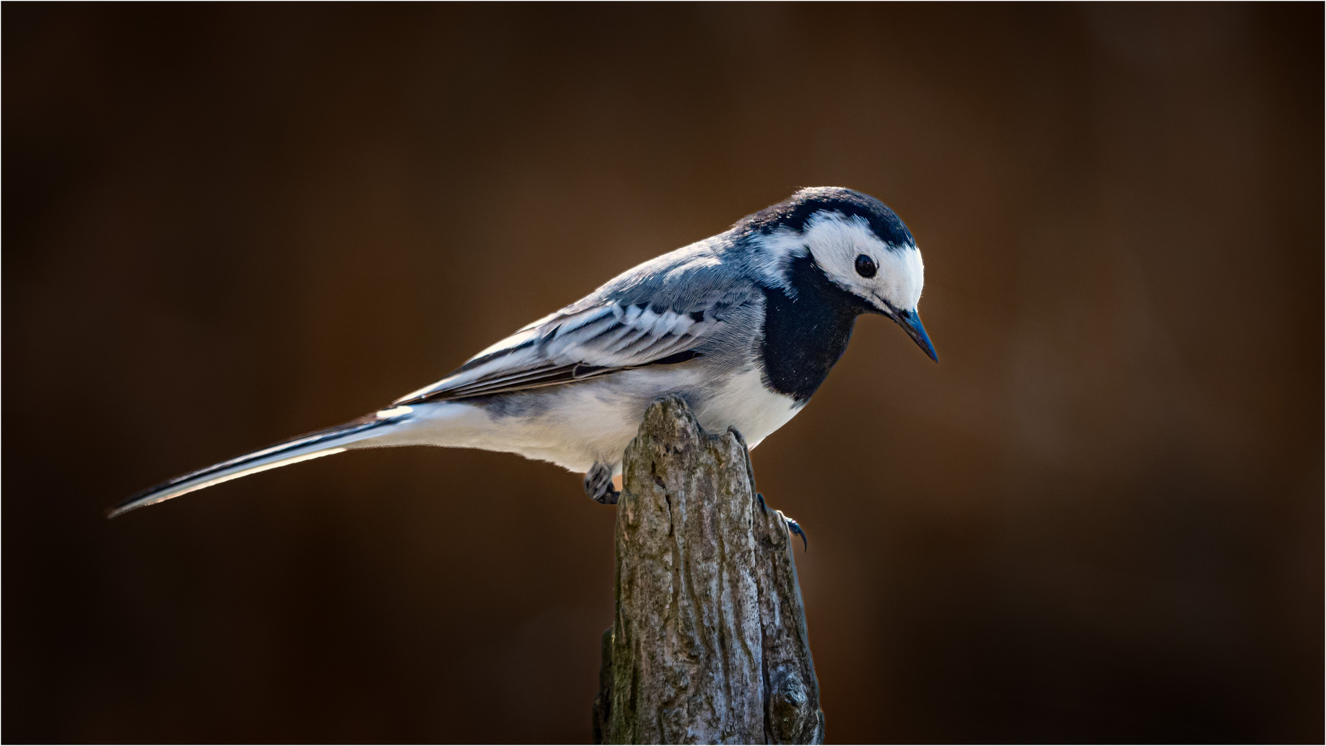 Motacilla alba