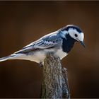 Motacilla alba