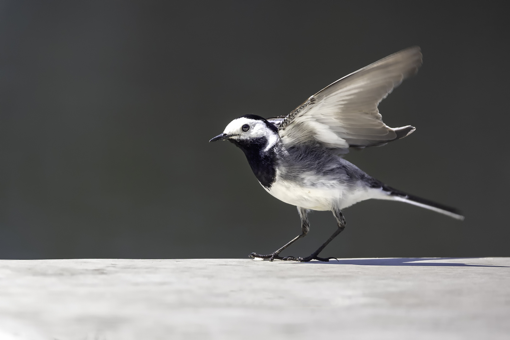 Motacilla alba