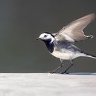 Motacilla alba