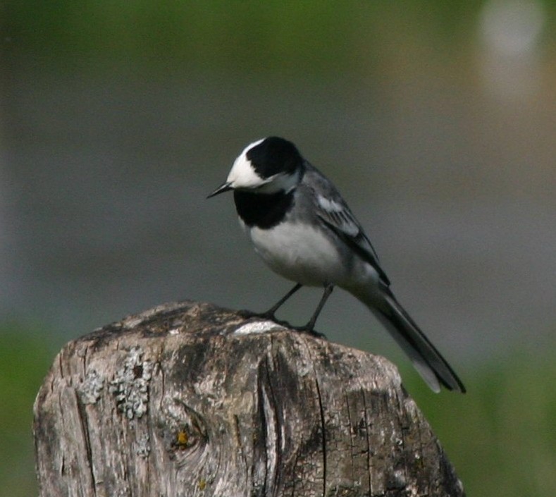 Motacilla alba