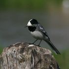 Motacilla alba