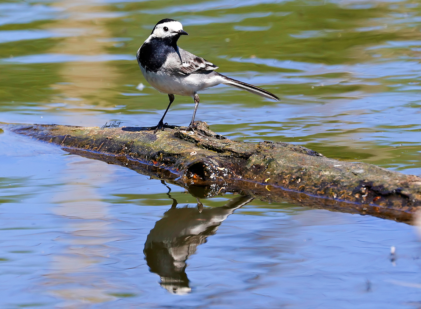  Motacilla alba ( M )