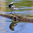  Motacilla alba ( M )