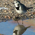 Motacilla alba ssp. alba