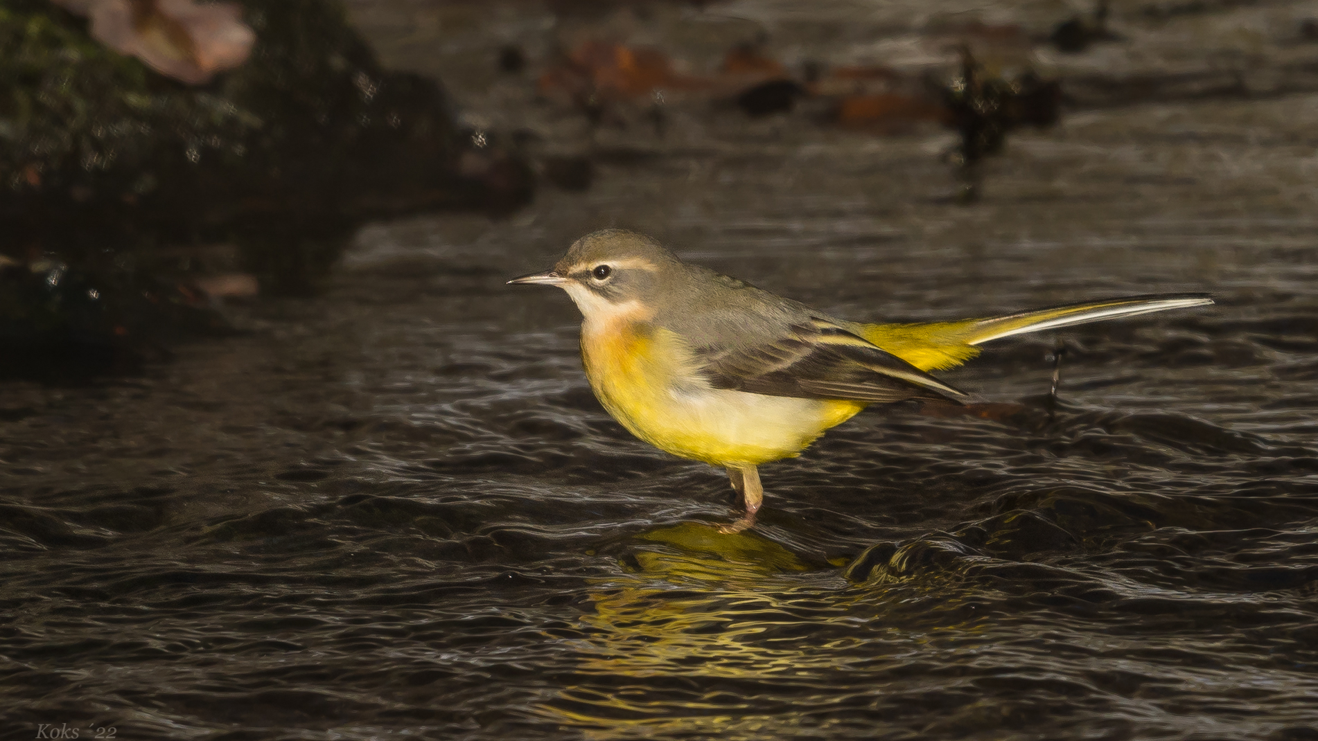 Motacilla cinerea