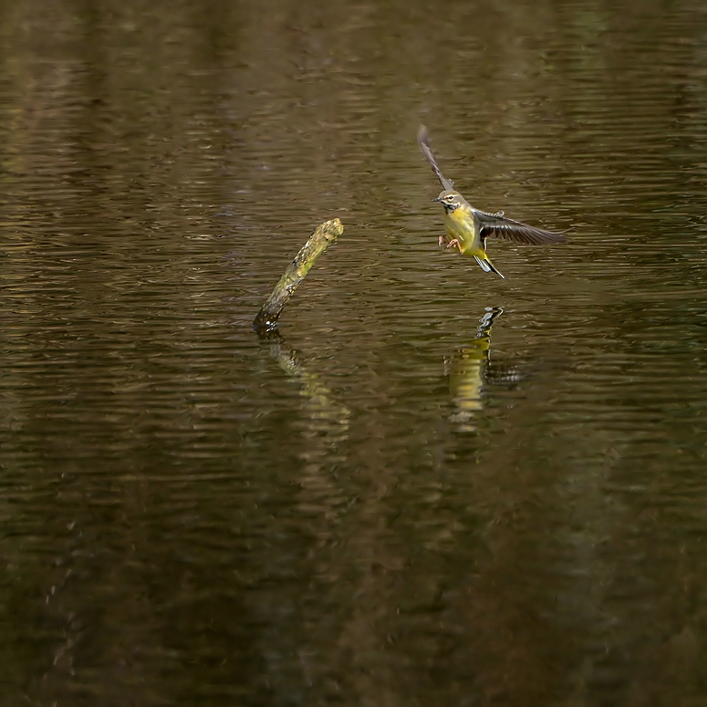 Motacilla cinerea