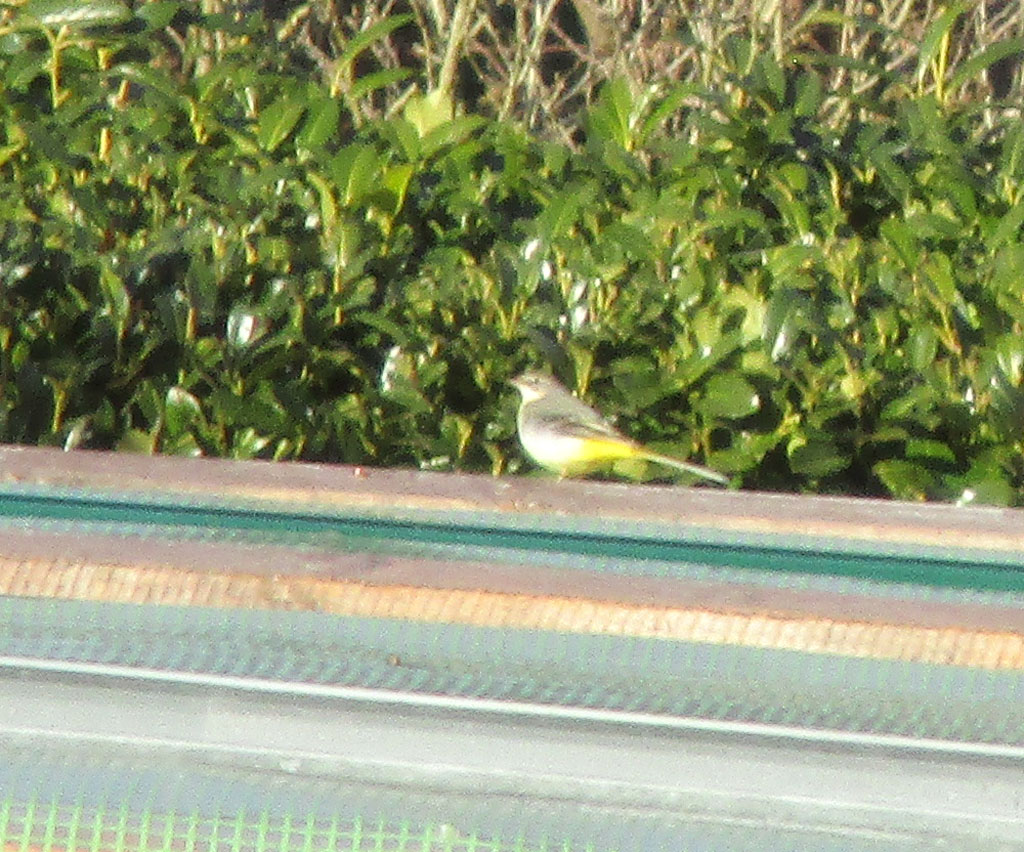 Motacilla cinerea-Gebirgsstelze