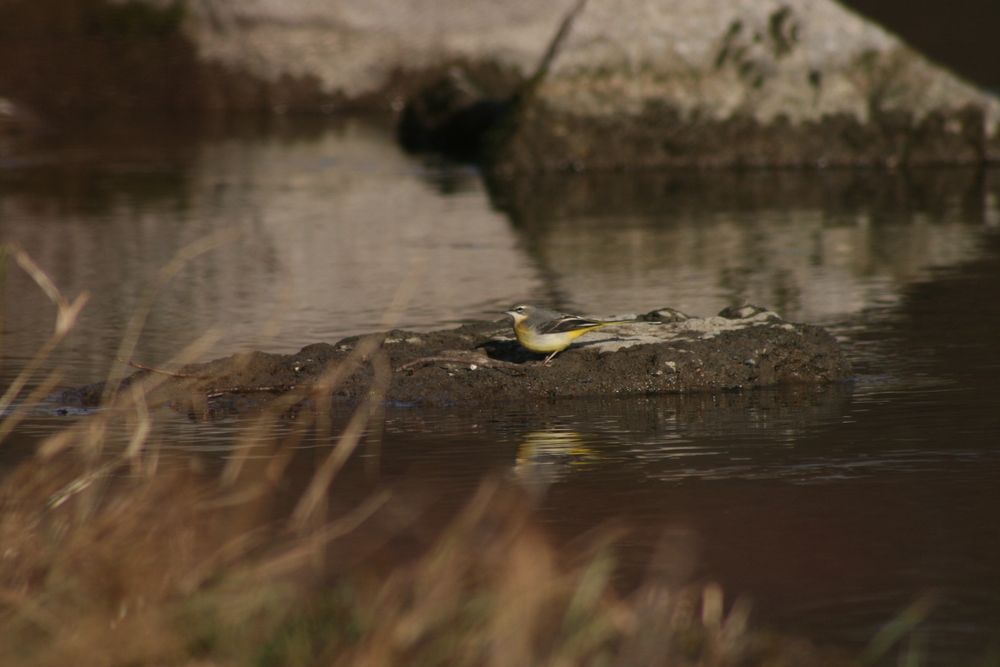 Motacilla cinerea - Suchbild