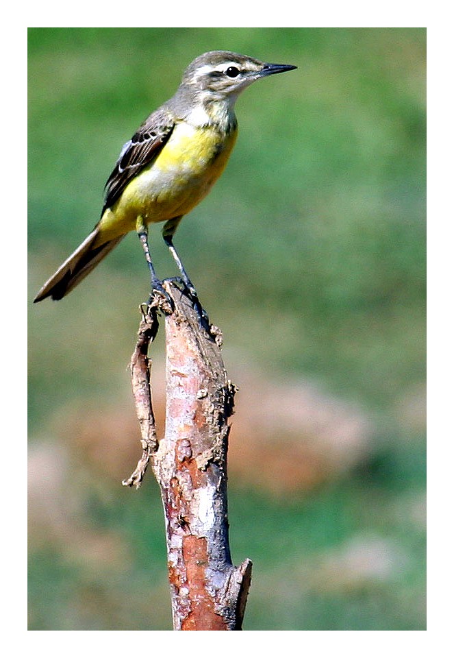 Motacilla cinerea(a male)