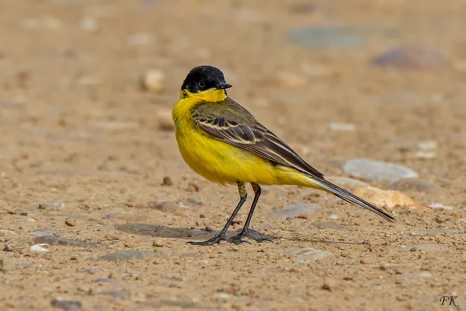 Motacilla flava thunbergi *** Foto & Bild tiere, wildlife, wild