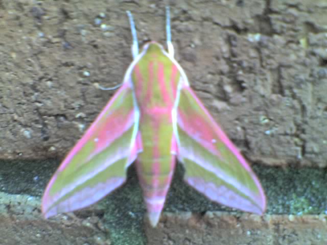 moth