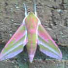 moth