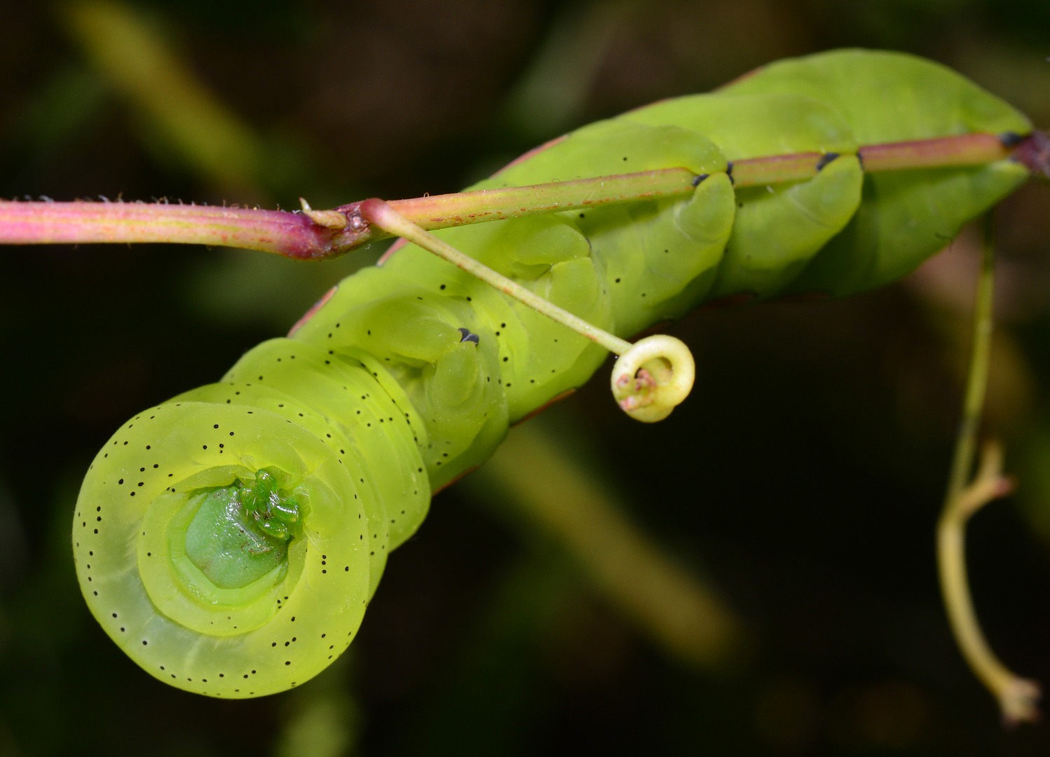 Moth Catapillar