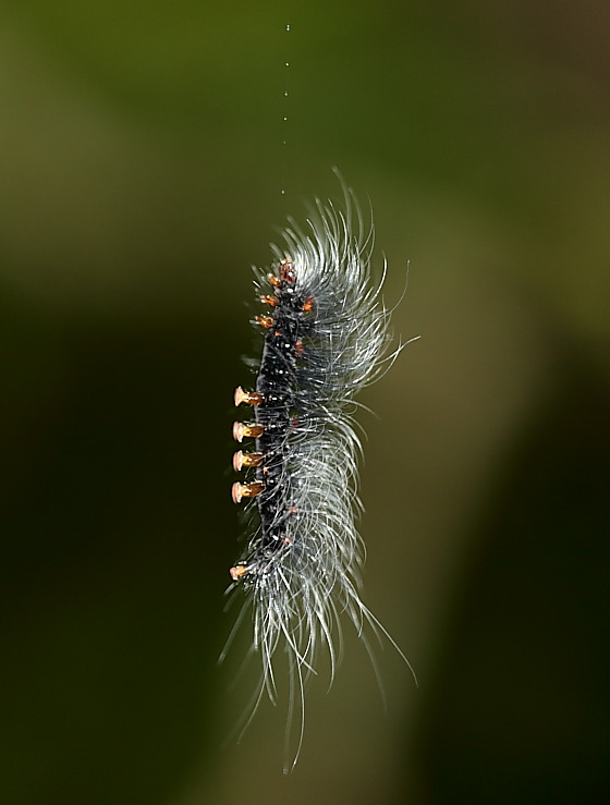 Moth caterpiller, May be Tussock Moth.