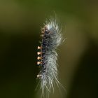 Moth caterpiller, May be Tussock Moth.