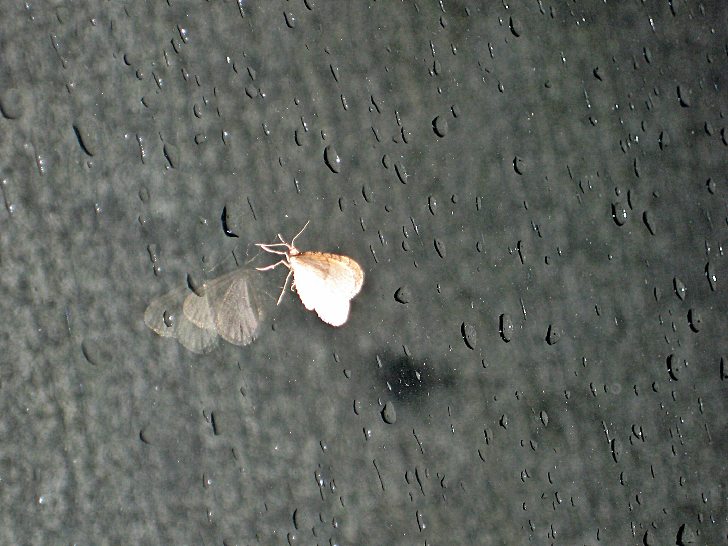 Moth