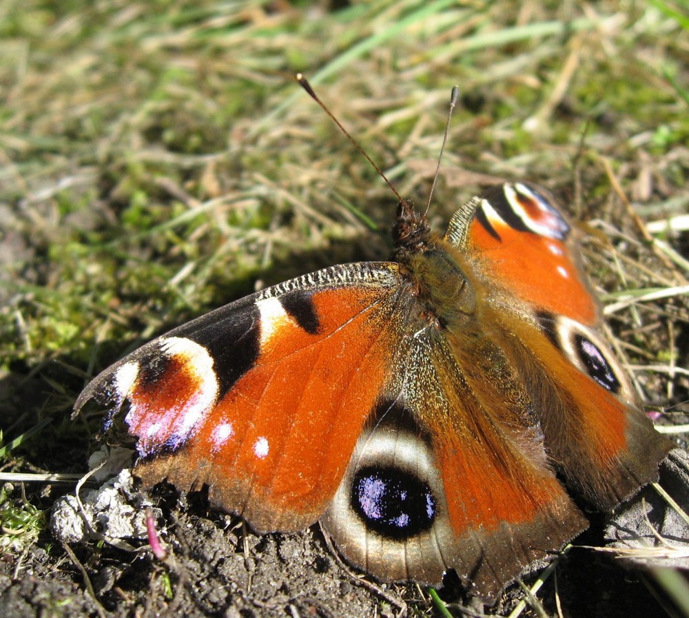 Moth eaten butterfly