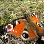 Moth eaten butterfly