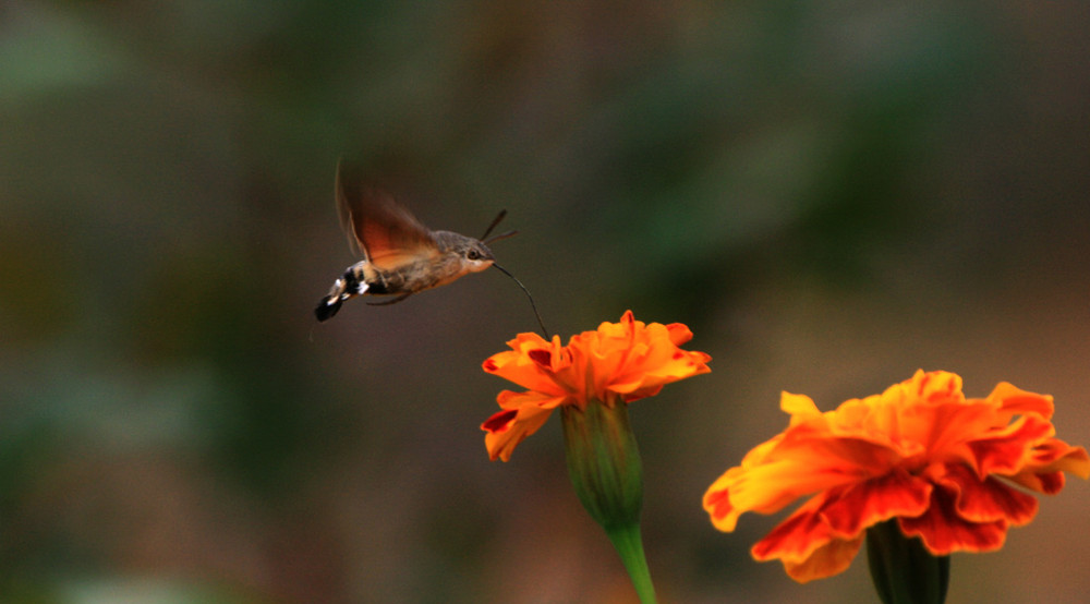 Moth Hawk 2