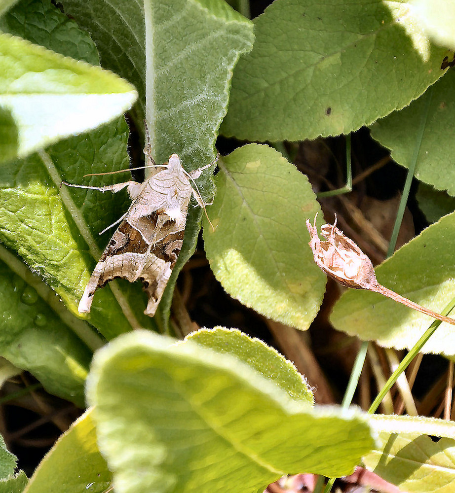 Moth in my Garden..!