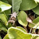 Moth in my Garden..!