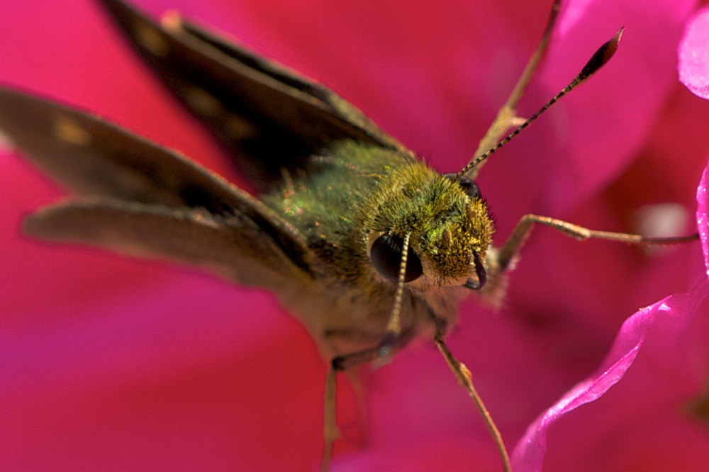 Moth in our Geranium