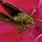 Moth in our Geranium