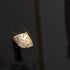 Moth, moth on the wall...