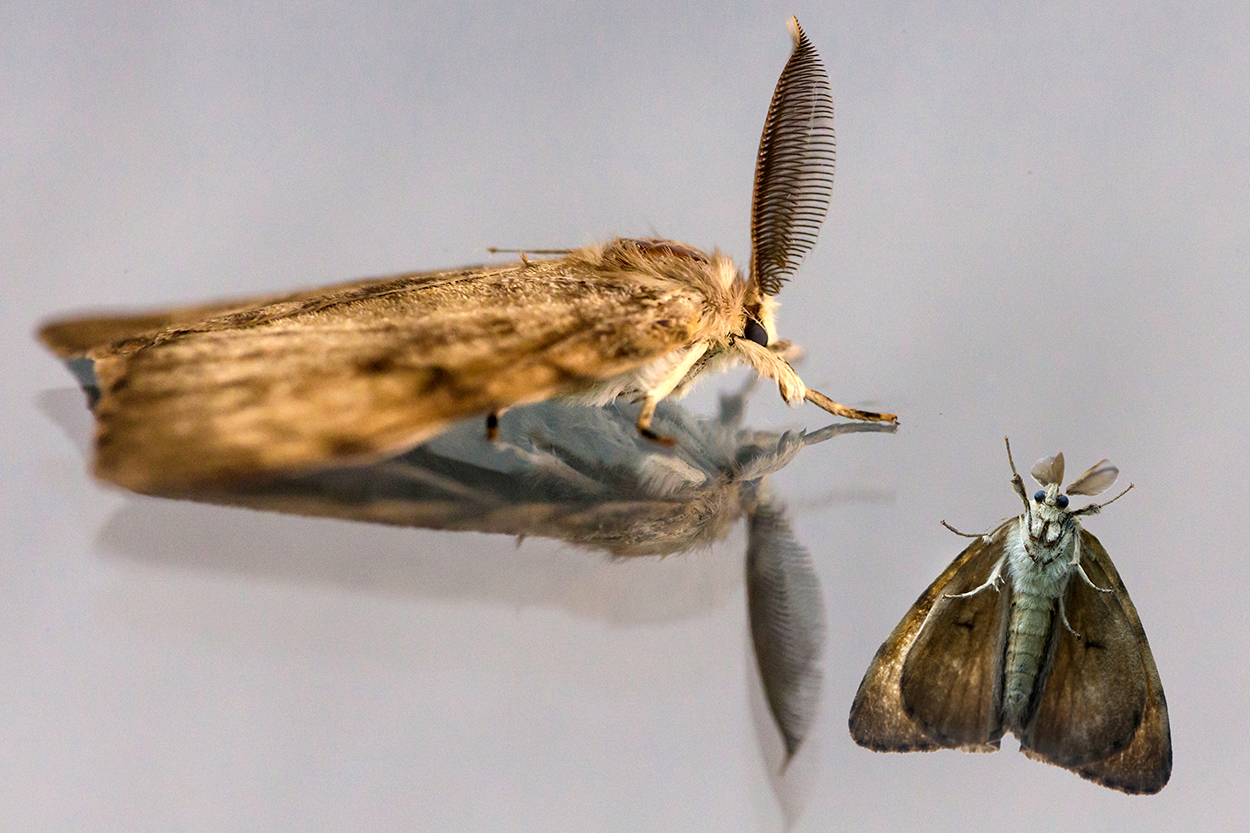 moth mouth Foto & Bild tiere, wildlife, schmetterlinge Bilder auf