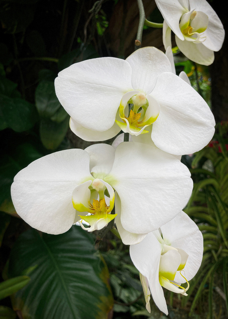 Moth Orchid