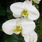 Moth Orchid