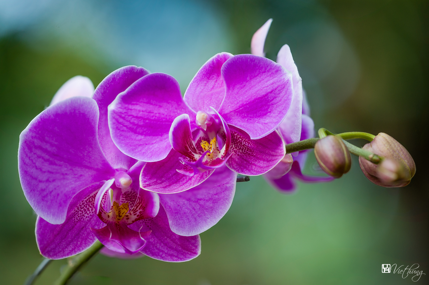 Moth Orchid (Phalaenopsis amabilis)