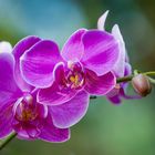 Moth Orchid (Phalaenopsis amabilis)