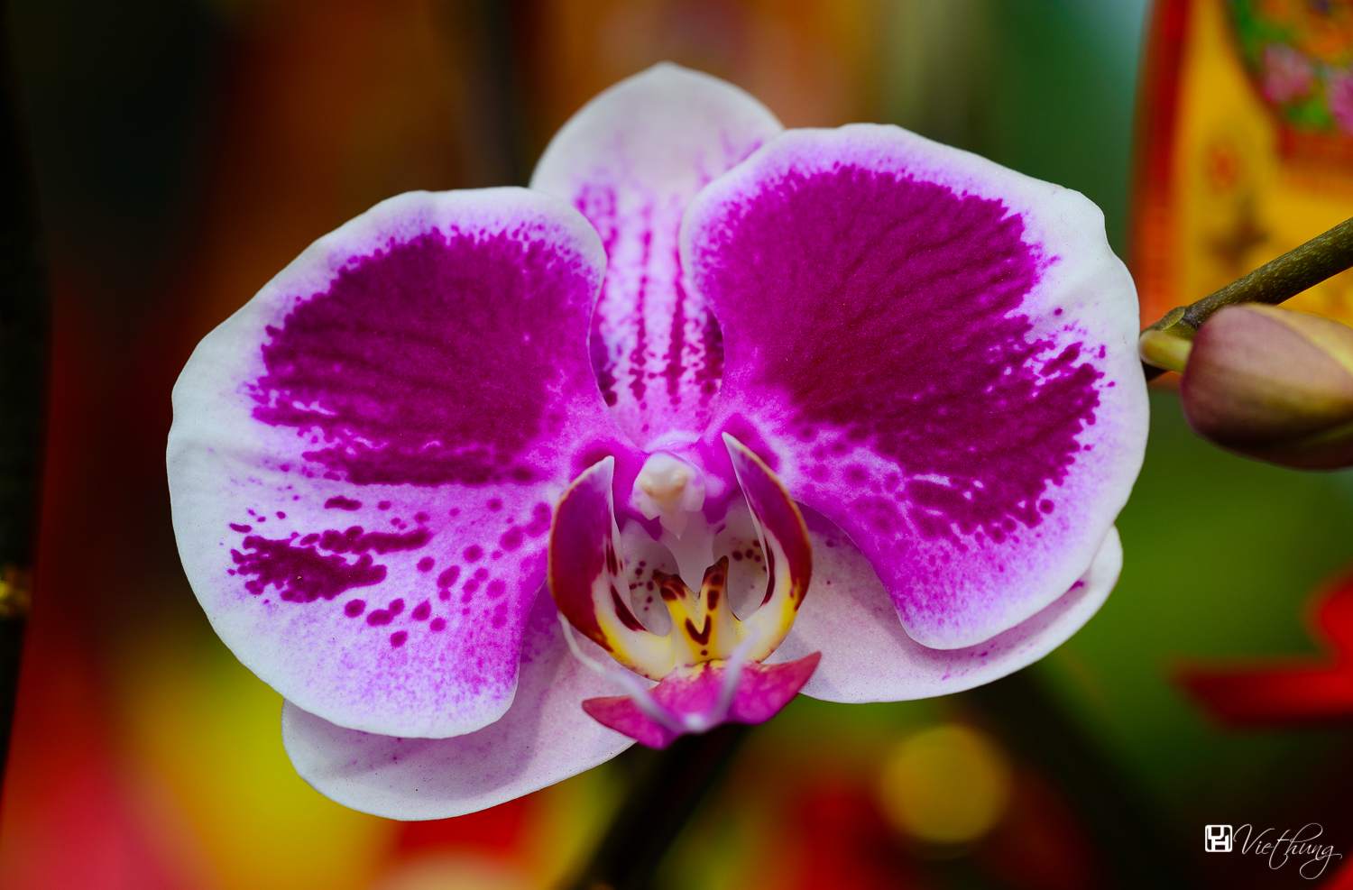 Moth Orchid (Phalaenopsis amabilis) #2