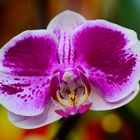 Moth Orchid (Phalaenopsis amabilis) #2