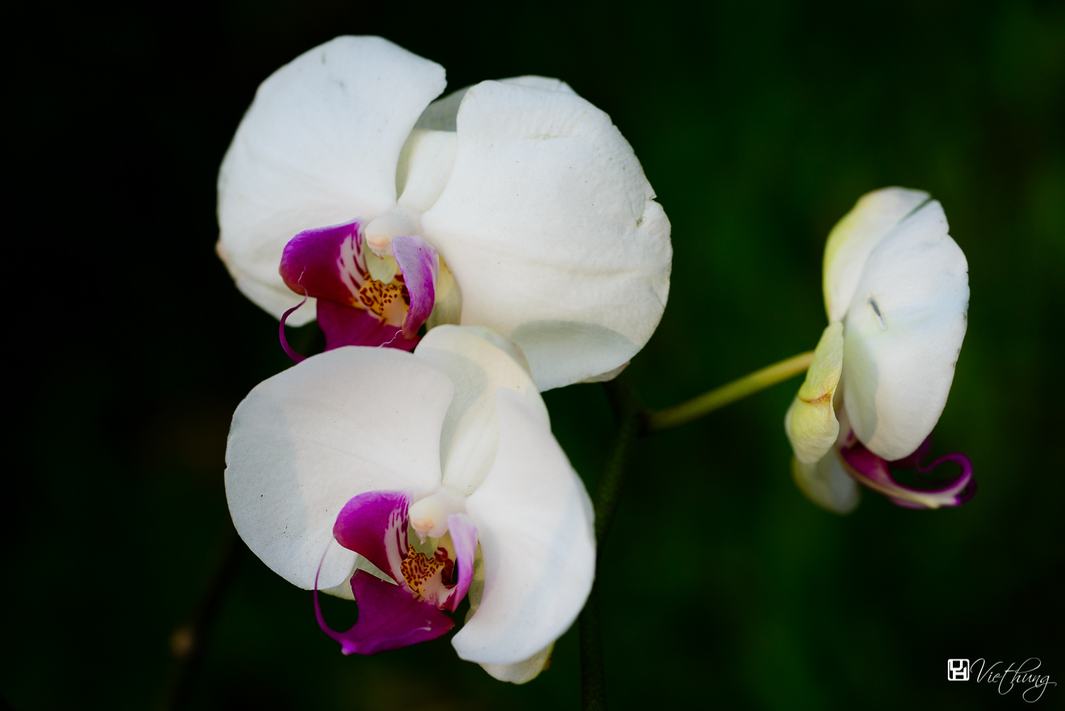 Moth Orchid (Phalaenopsis amabilis) - White