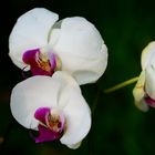 Moth Orchid (Phalaenopsis amabilis) - White