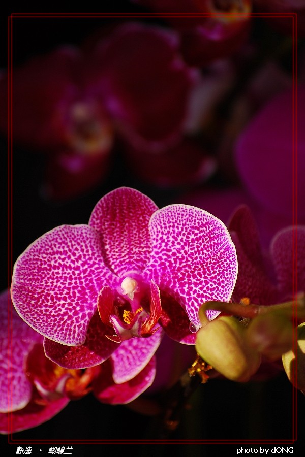 Moth orchid zuHause