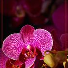 Moth orchid zuHause